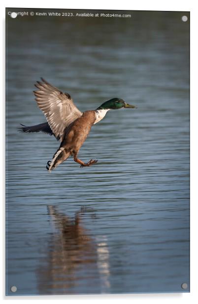 Mallard duck coming into splash landing Acrylic by Kevin White