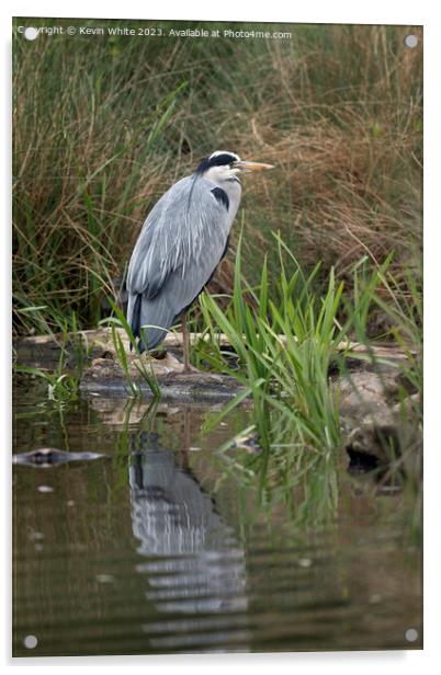 Grey Heron standing on one leg Acrylic by Kevin White