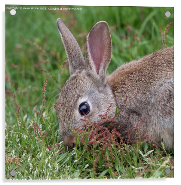 Wild rabbit head shot Acrylic by Kevin White