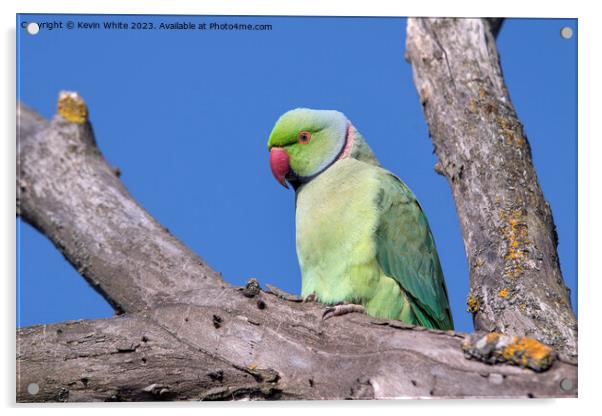 Ring necked parakeet in UK Acrylic by Kevin White