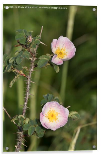 Dog rose growing on the harsh coastlines of Wales Acrylic by Kevin White