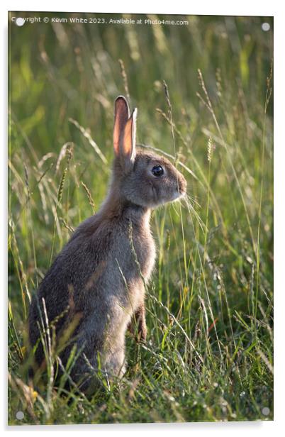 Cute wild bunny rabbit Acrylic by Kevin White