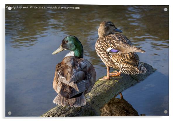 A pair of Mallard ducks ready to start a family Acrylic by Kevin White