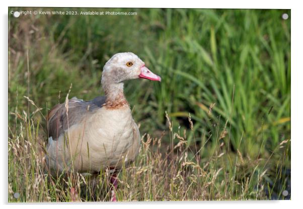 Juvenile Egyptian goose in the long grass Acrylic by Kevin White