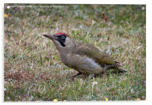 Green woodpecker adult female Acrylic by Kevin White