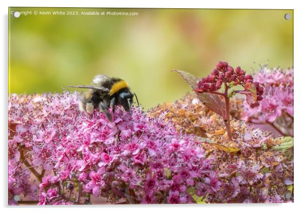 Bumblebee gorging on the summer pollen Acrylic by Kevin White