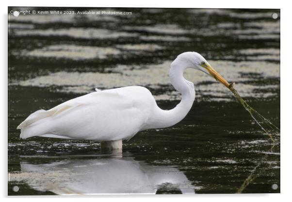 Great white egret has caught more than just a fish Acrylic by Kevin White