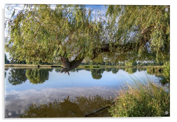 Large weepimg willow branch reaching out over the pond Acrylic by Kevin White