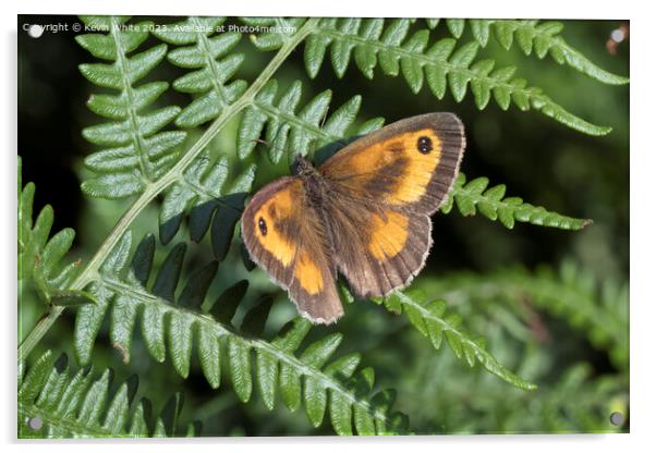 Gatekeeper butterfly in summer Acrylic by Kevin White