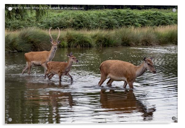 Family of deer crossing over the shallow pond Acrylic by Kevin White