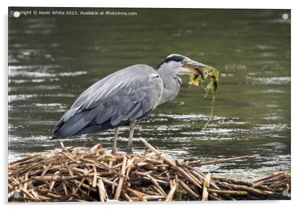 Heron meal of seaweed and fish Acrylic by Kevin White