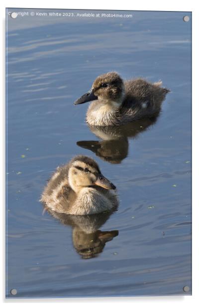 A pair of two very fluffy ducklings Acrylic by Kevin White