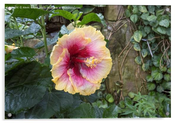 Hibiscus Rosa Sinensis Acrylic by Kevin White