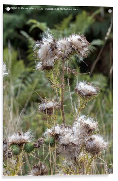 Beauty of the wild thistle  Acrylic by Kevin White