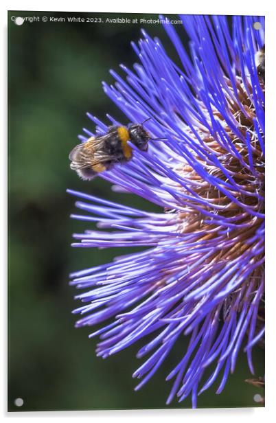 Bee extracting pollen from a thistle flower Acrylic by Kevin White