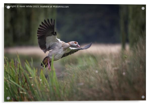 Egyptian goose landing in the reed beds Acrylic by Kevin White