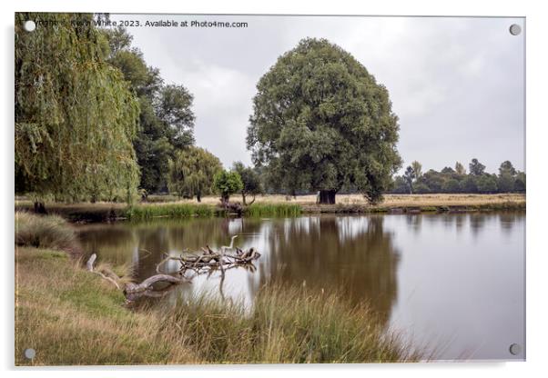 Calm still waters at Bushy Park ponds Acrylic by Kevin White