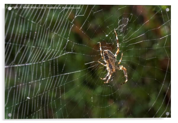European garden spider Acrylic by Kevin White