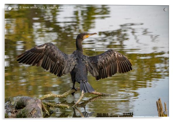 Cormorant showing off his wings Acrylic by Kevin White