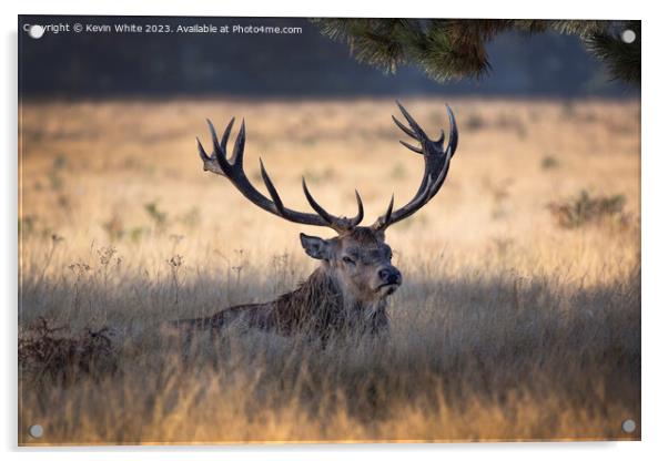 Huge antlers on the stag of a Bushy Park deer Acrylic by Kevin White