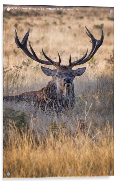 Adult male deer a mighty impressive beast Acrylic by Kevin White