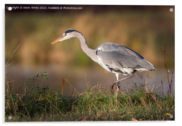 Grey heron has an eye on something Acrylic by Kevin White