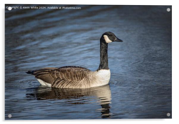 Profile portrait of a Canada goose Acrylic by Kevin White