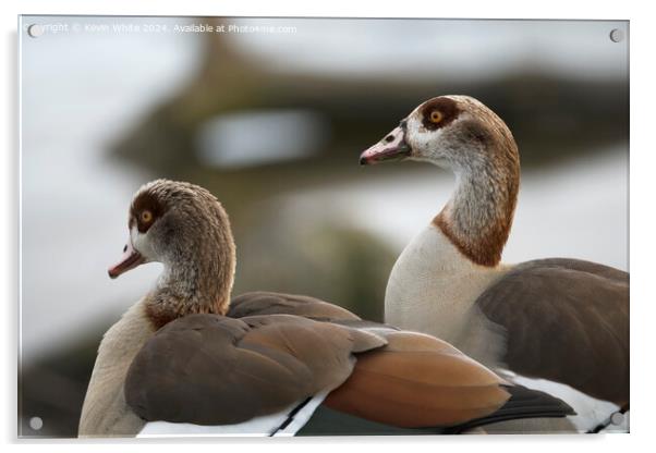 Head shots of Egyptian geese Acrylic by Kevin White