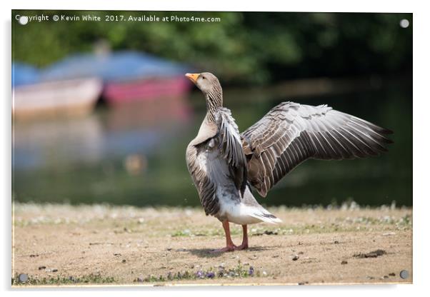 Goose spreading his wings Acrylic by Kevin White