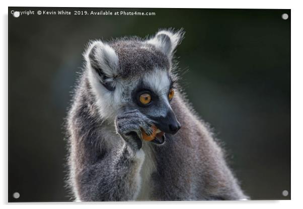 Lemur right handed fruit eater Acrylic by Kevin White