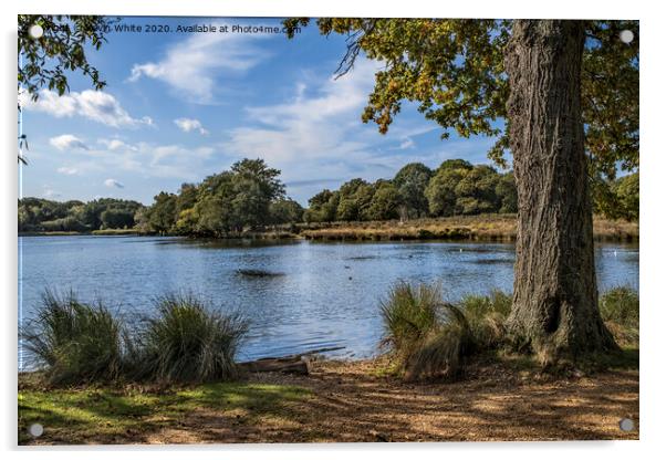 Late summer in Richmond Park Acrylic by Kevin White