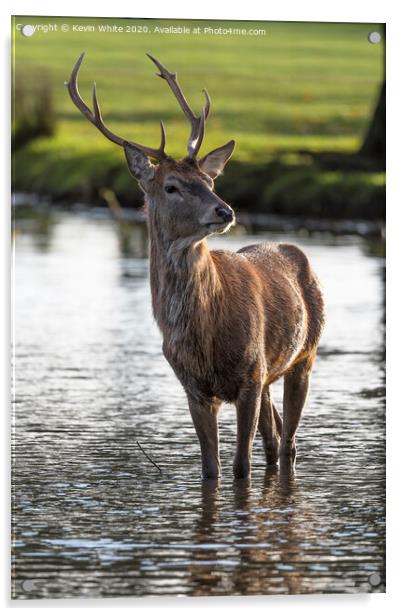 Young Stag Acrylic by Kevin White