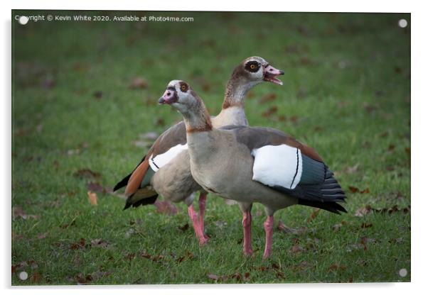 Egyptian geese  Acrylic by Kevin White