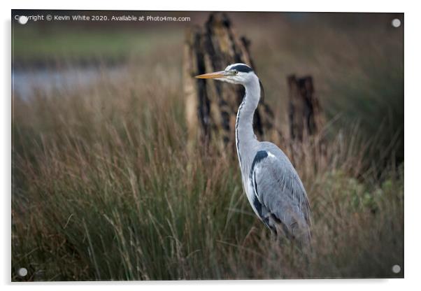 Heron in the reeds Acrylic by Kevin White