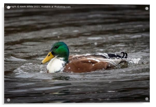 Water off a ducks back Acrylic by Kevin White