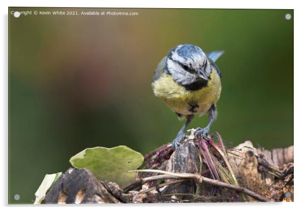blue tit has spotted something Acrylic by Kevin White