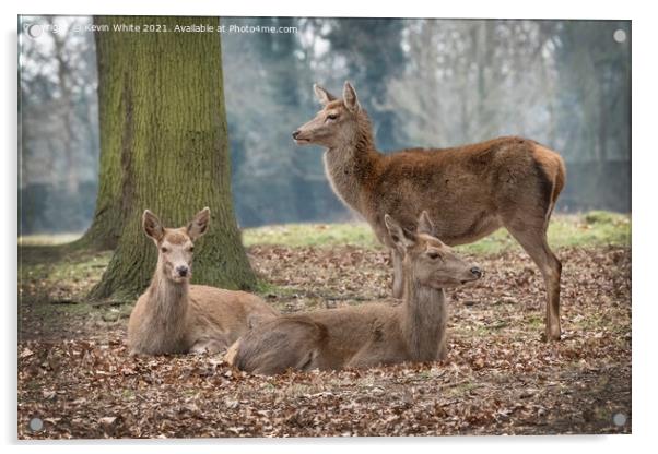 Gathering of deer Acrylic by Kevin White