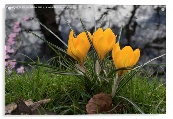 Crocus in the wild Acrylic by Kevin White