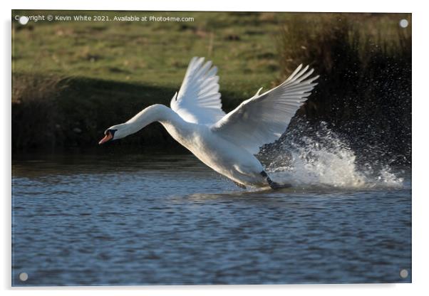 White swan landing with a splash Acrylic by Kevin White