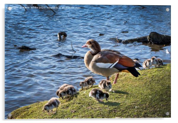Egyptian goose with her goslings Acrylic by Kevin White