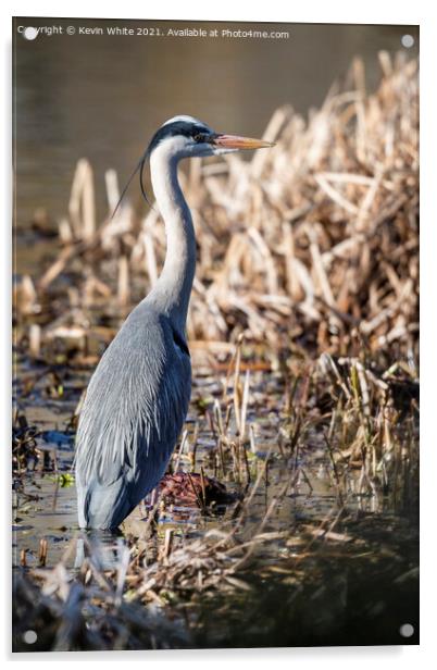 Heron has spotted something Acrylic by Kevin White