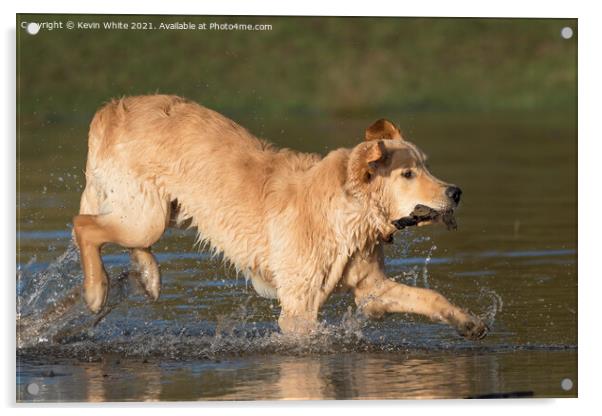 Golden retriever splashing about in pond Acrylic by Kevin White