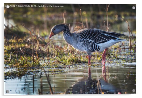 Greylag fishing Acrylic by Kevin White