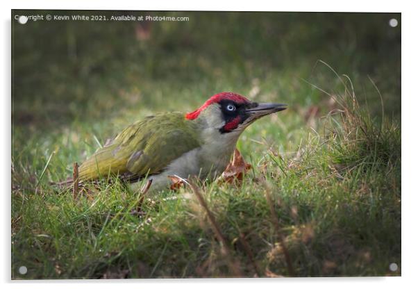 Green Woodpecker  Acrylic by Kevin White