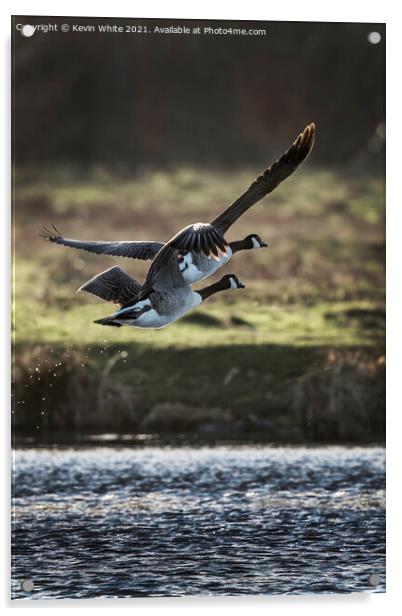 Two Canadian geese flying off Acrylic by Kevin White