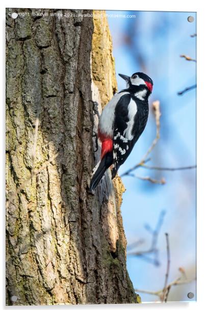 Great Spotted male Woodpecker Acrylic by Kevin White