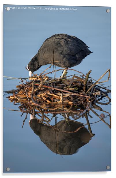 Coot building nest Acrylic by Kevin White