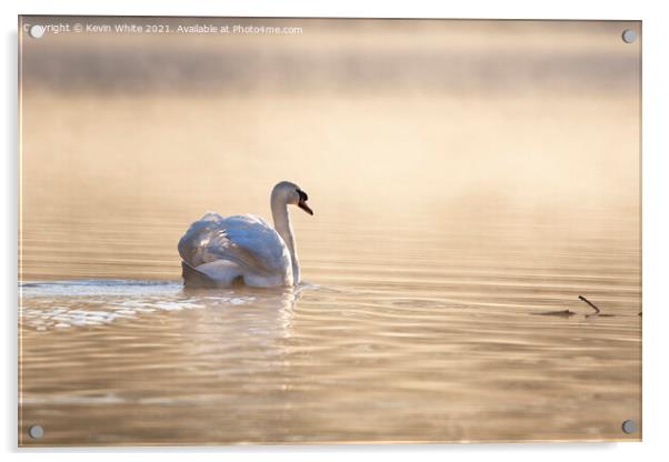 Swan backlit on misty pond  Acrylic by Kevin White