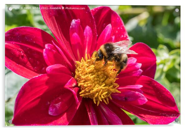 Bumble Bee enjoying a feast of pollen Acrylic by Kevin White