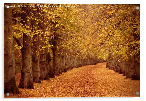 Autumn Trail Acrylic by Peter Hatter